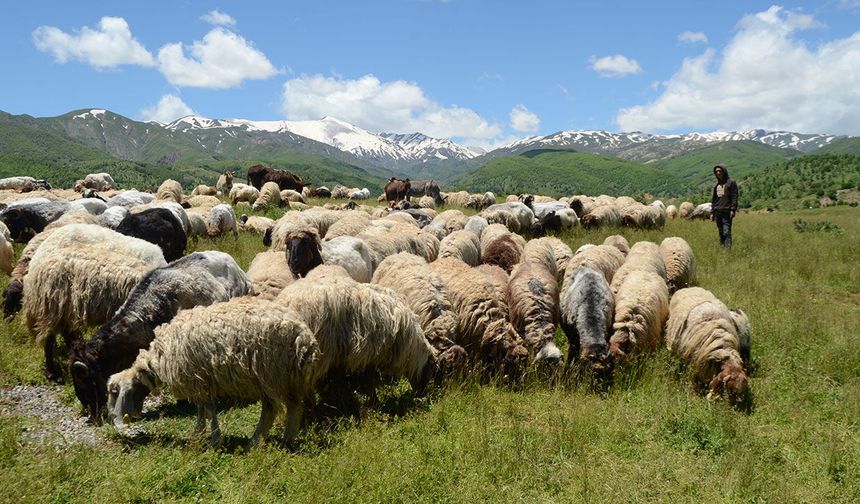 Göçerler yaylalarda konaklamaya başladı