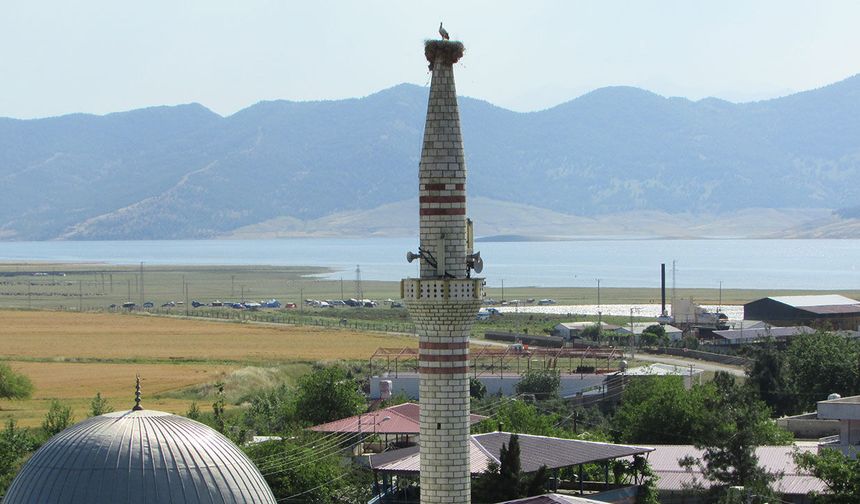 Depremde yıkılan minarenin alemine yuva yapan leyleğin 3 yavrusu oldu