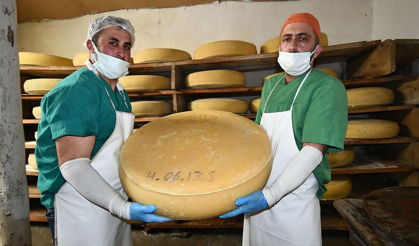 "Peynirlerin kralı" gravyerin yaylalardan sofralara yolculuğu