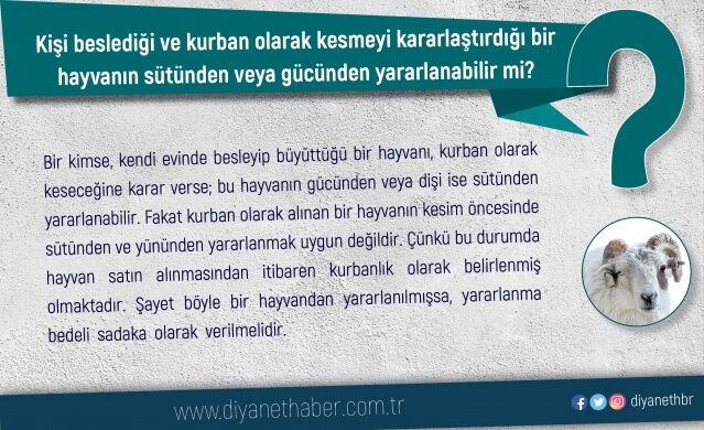 Kişi beslediği ve kurban olarak kesmeyi kararlaştırdığı bir hayvanın sütünden veya gücünden yararlanabilir mi?