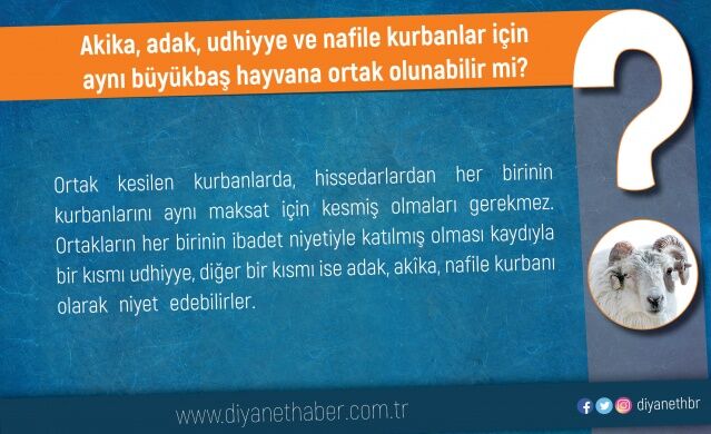 Akika, adak, udhiyye ve nafile kurbanlar için aynı büyükbaş hayvana ortak olunabilir mi?