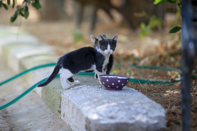İmam Koçak: Merhameti, vicdanı olan herkes bizim yaptığımızı yapar