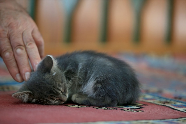 Bazen ezan okurken imamın yanına gelen, namaz kılan cemaatin yanında dolaşan kediler, bazen de caminin içinde oyunlar oynuyor.