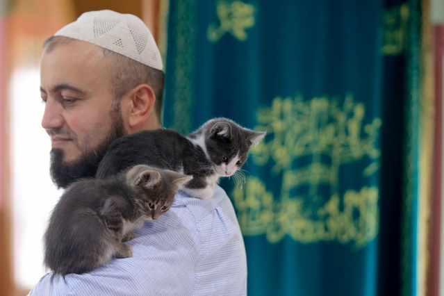 Cemaatin de sahip çıkarak beslediği kediler, kışın soğuğundan camiye sığınarak korunuyor.