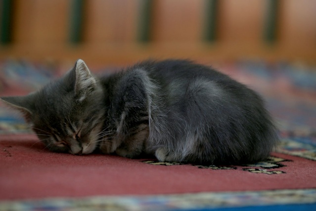 "Kediler bazen namazda geliyorlar, secde ederken ayaklarımızın altına girip etrafımızda oynuyor, yanımızda yatıyorlar. Hayvanlar güven duyduğu insanın yanına sokulur, ona yaklaşır. Hayvan da olsa bizden korkmamalı, bize sevgisini gösteriyorsa biz de elimizin tersiyle itemeyiz, ona zarar veremeyiz. Ona iyilikle yaklaşmak, tepkisiz kalmamak lazım. Açsa karnını doyurmamız, susuzsa suyunu vermemiz, eğer bir yerinde yara varsa da aynı şekilde görevimizi yapmamız lazım. Çünkü onun dili yok, söyleyemiyor. Cemaatimizden Allah razı olsun herkes canlara karşı duyarlılar. Hasta olanlara, kısırlaştırılacaklara hepsine yetişmeye çalışıyoruz."