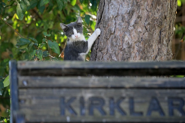 "Kediler bazen namazda geliyorlar, secde ederken ayaklarımızın altına girip etrafımızda oynuyor, yanımızda yatıyorlar. Hayvanlar güven duyduğu insanın yanına sokulur, ona yaklaşır. Hayvan da olsa bizden korkmamalı, bize sevgisini gösteriyorsa biz de elimizin tersiyle itemeyiz, ona zarar veremeyiz. Ona iyilikle yaklaşmak, tepkisiz kalmamak lazım. Açsa karnını doyurmamız, susuzsa suyunu vermemiz, eğer bir yerinde yara varsa da aynı şekilde görevimizi yapmamız lazım. Çünkü onun dili yok, söyleyemiyor. Cemaatimizden Allah razı olsun herkes canlara karşı duyarlılar. Hasta olanlara, kısırlaştırılacaklara hepsine yetişmeye çalışıyoruz."