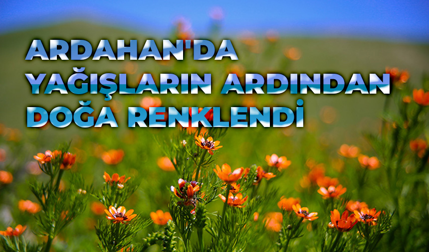 Ardahan'da yağışların ardından doğa renklendi