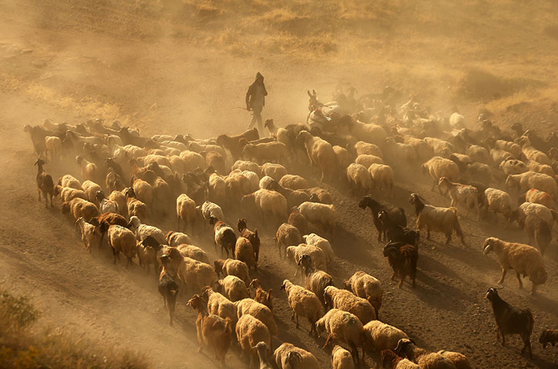 Bitlis'in Tatvan ilçesinde besiciler ve çobanlar, hayvanlarının sıcak havadan etkilenmemesi için yaz dönemini Nemrut Dağı eteklerindeki verimli yayla ve meralarda geçiriyor.