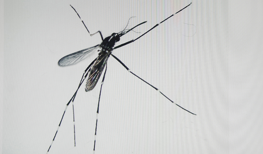 sivrisinek-1