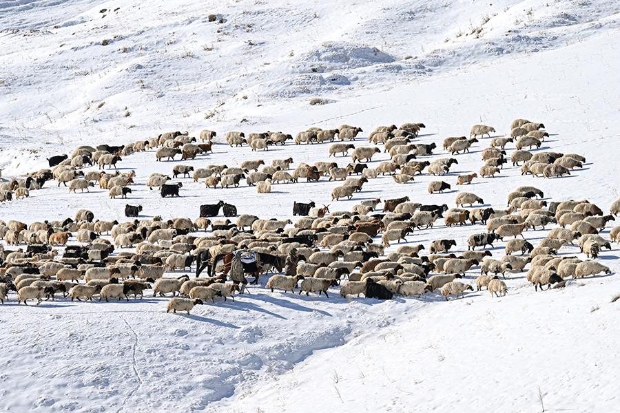 Hayvanlarından daha fazla verim almak ve yemden tasarruf etmek amacıyla ilkbaharda çıktıkları yaylalarda aylarca kalan besiciler, kar yağışının başlamasıyla kırsal mahallelere dönmeye başladı.