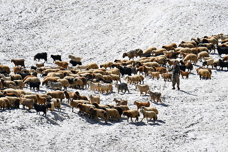 Hakkari'de Çobanlar, Karlı Arazileri Aşarak Küçükbaş Hayvanları Sağıma Götürüyor 2