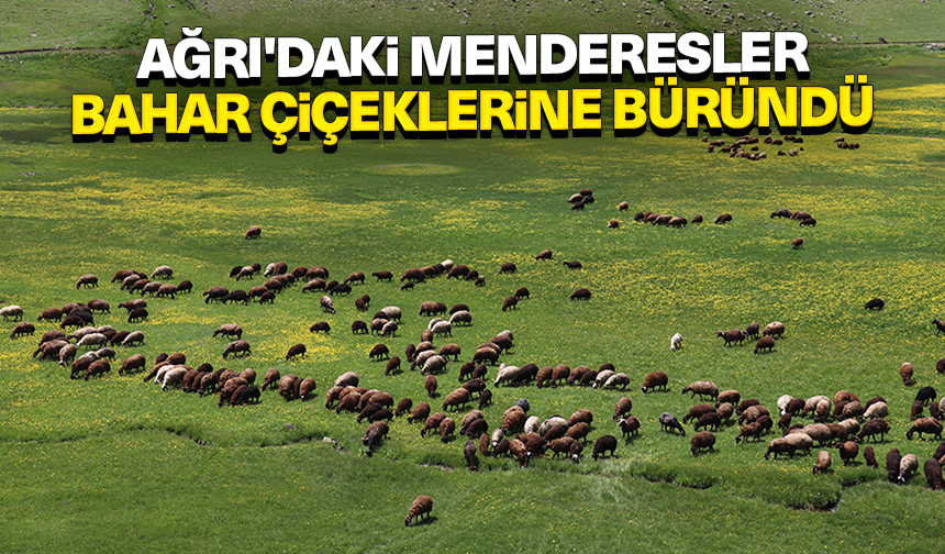 Ağrı'daki menderesler bahar çiçeklerine büründü