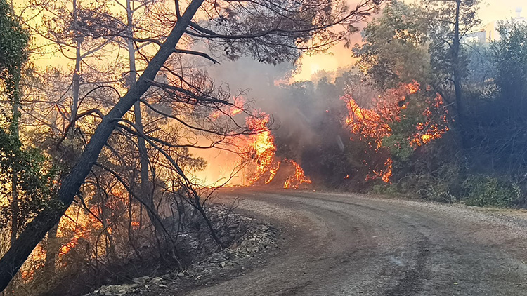 Adana'da Çıkan Orman Yangınına Müdahale Ediliyor 2