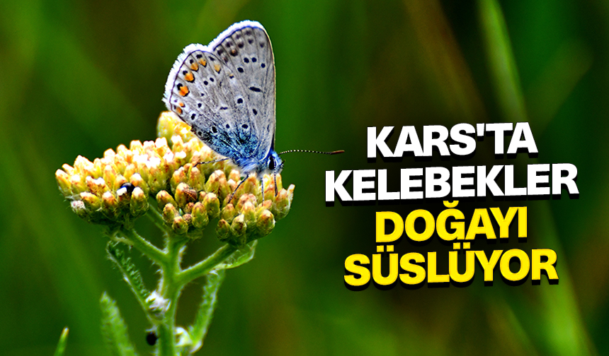 Kars'ta yağmurların ardından ortaya çıkan kelebekler doğayı süslüyor