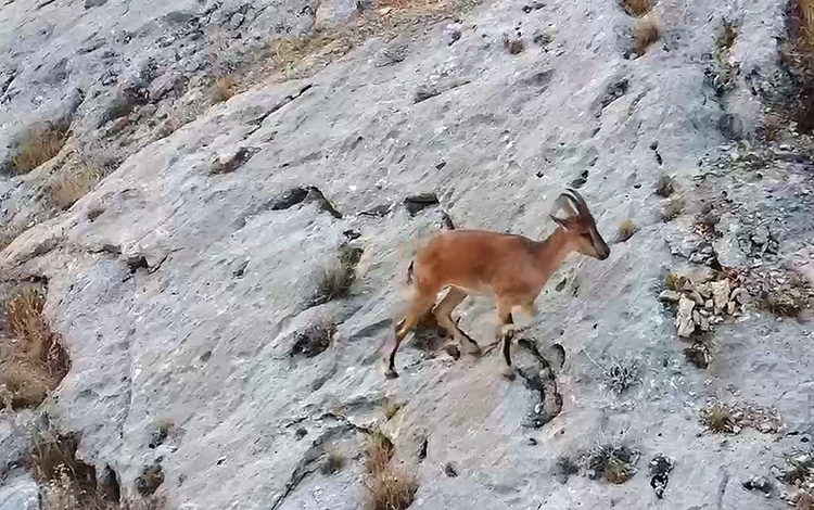 Malatya'da Dağ Keçileri Dronla Görüntülendi 2