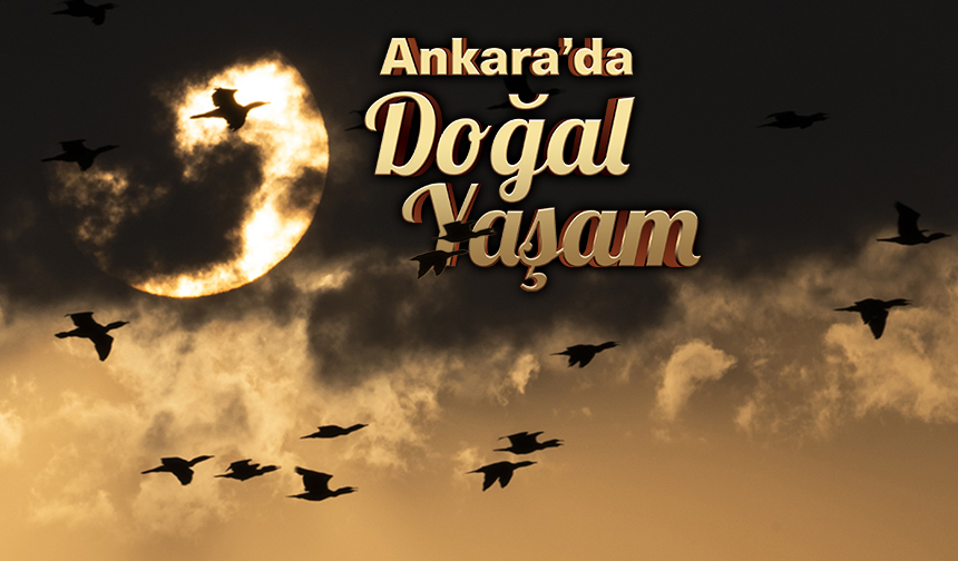 Ankara'da doğal yaşam