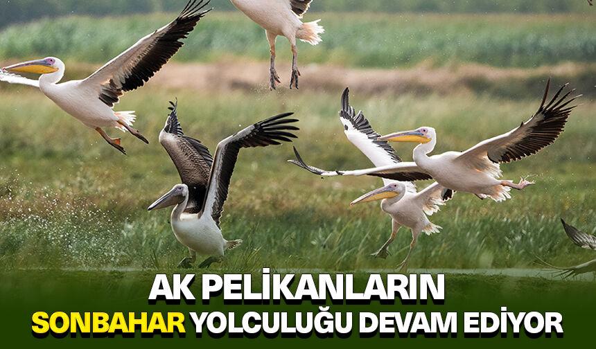 Ak pelikanların sonbahar yolculuğu devam ediyor