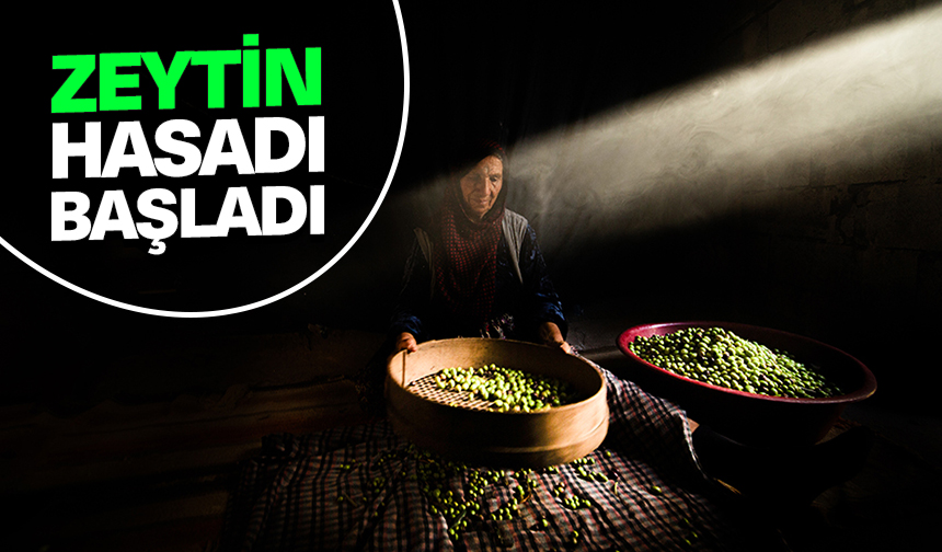 Mardin Derik'te zeytin hasadı başladı