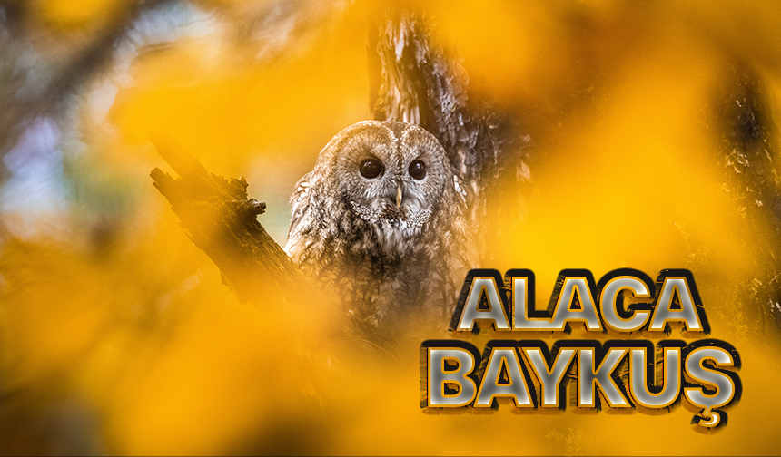 Alaca Baykuş