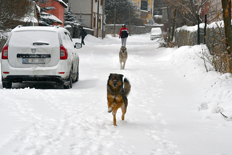 Erzurum, Kars Ve Ardahan'da Kar Ile Soğuk Hava Etkili Oluyor 3