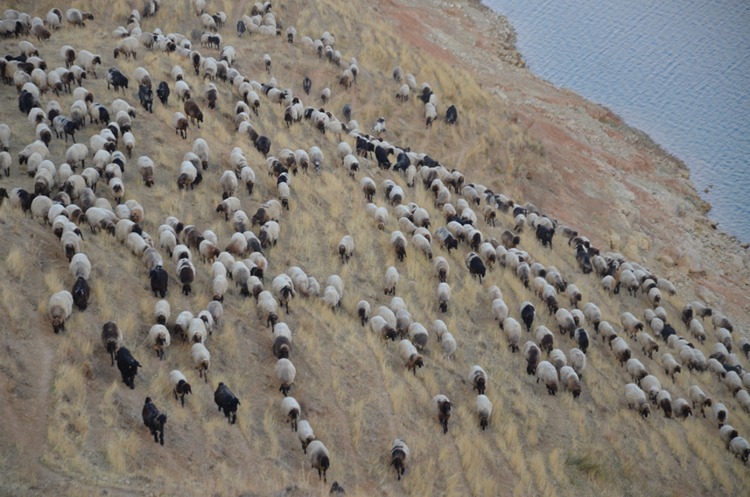 Göçerlerin yaylalardan dönüş yolculuğu sürüyor