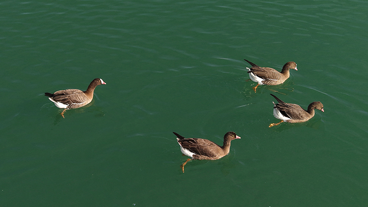 Kuş cenneti Erçek Gölü yaban kazlarına ev sahipliği yapıyor