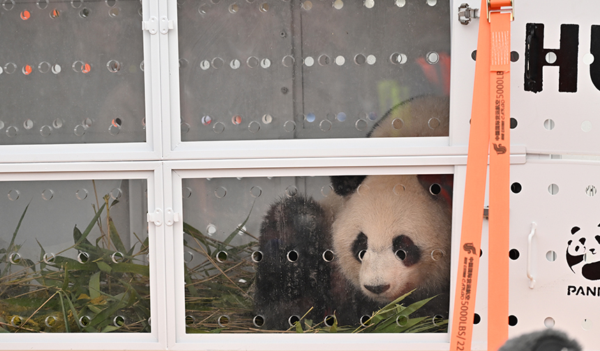 Pandaların Çin Yolculuğu 22