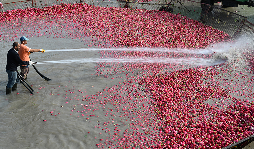 Tescilli Turp Hasadı 22