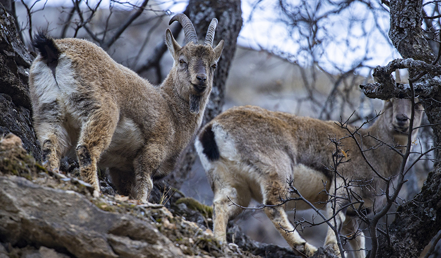 Yaban Keçisi Munzur 11