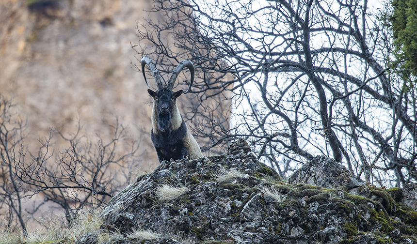 Yaban Keçisi Munzur 22