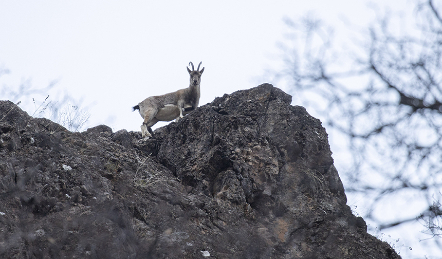 Yaban Keçisi Munzur 33