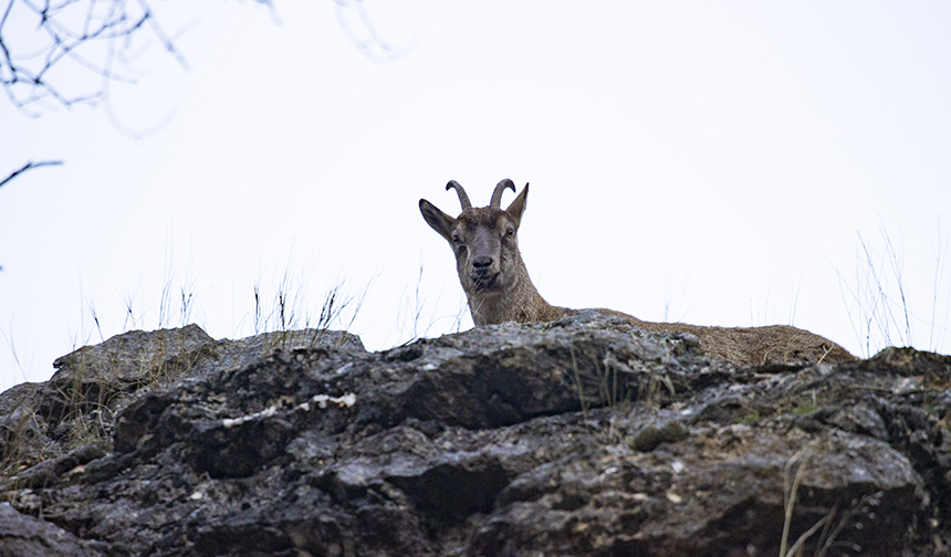 Yaban Keçisi Munzur 66