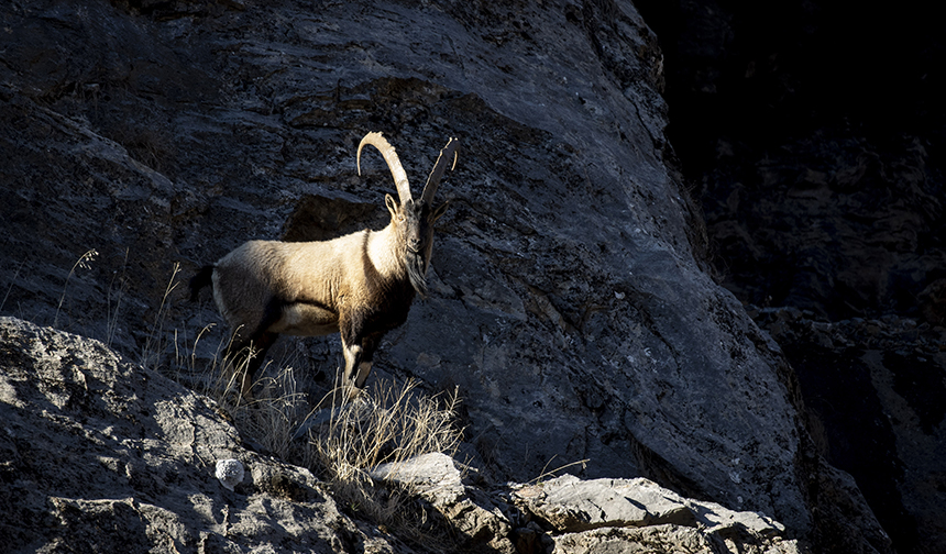 Yaban keçileri Munzur Vadisi’ne indi