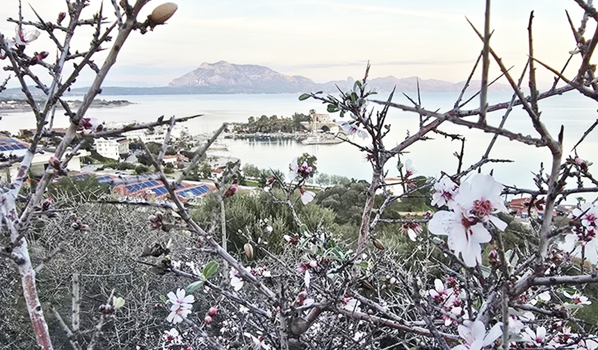 Datça’da badem ağaçları çiçek açtı