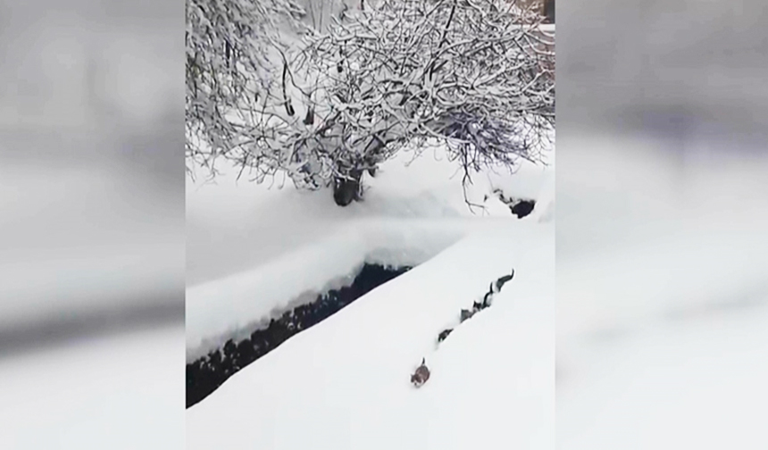 İmamın kedilere çağrısı