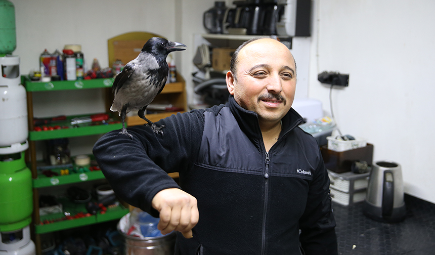Yaralı halde bulduğu karga en yakın arkadaşı oldu
