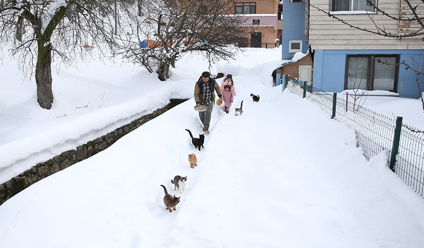 Kastamonu Imam Kediler 33