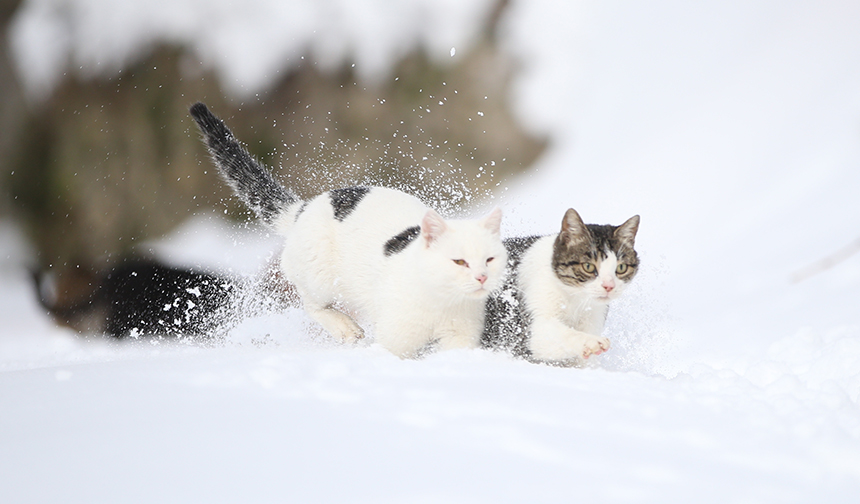 Kastamonu Imam Kediler 44