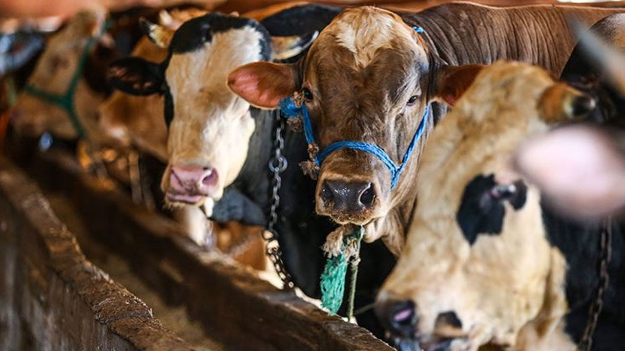 10 soruda vekaletle kurban kesimi